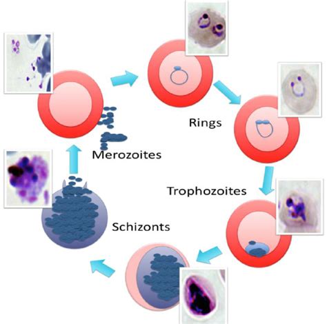 Plasmodium Life Cycle Microscope