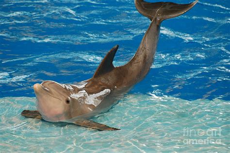 Bottlenose Dolphin Photograph by DejaVu Designs - Pixels
