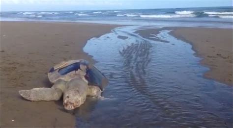 Tortugas Marinas En Peligro Extinci N En Veracruz Cada Vez Mueren M S