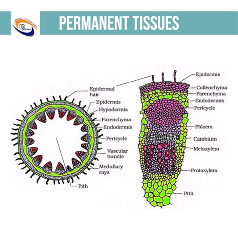 Class 9 Biology Notes For Chapter 6 Tissues And Important Points