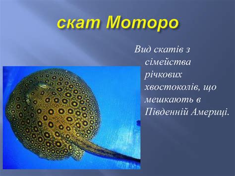 Презентація на тему "Скати"