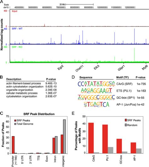 Genomic Location Annotation And Motif Analysis Of Srf Chip Seq Peaks In