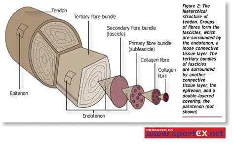 The Hierarchical Structure Of Tendon Groups Of Fibres For Flickr