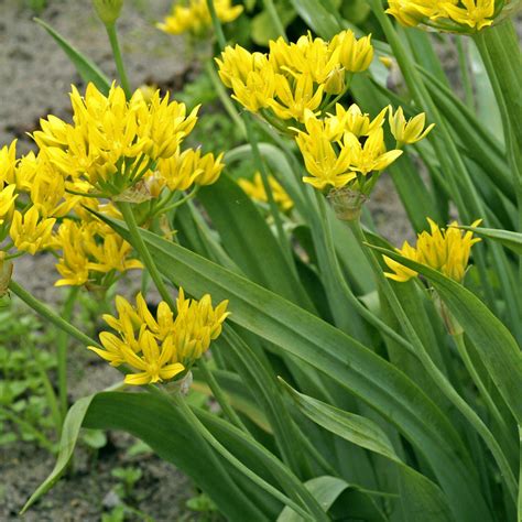 Allium Moly (Yellow Allium) – Easy To Grow Bulbs