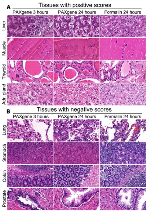 Morphology Of Various Normal Tissues Figure 1a Shows Hande Stains In Download Scientific Diagram