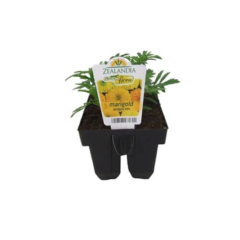 Growflora Marigold Antigua Cell Pack Flower Mitre 10™