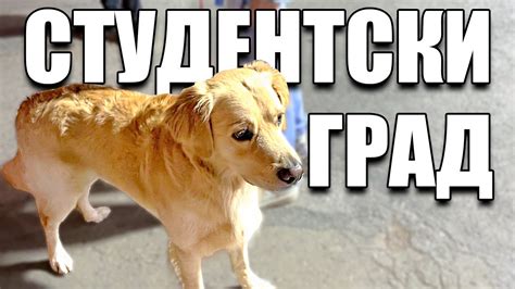 КУЧЕТО МИ НА ЛОВ ЗА КУЧКИ В СТУДЕНТСКИ - YouTube