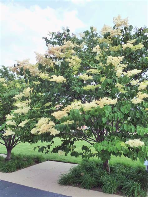 Ornamental Flowering Trees For Small Gardens