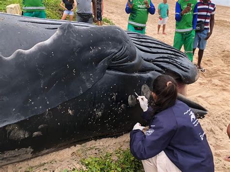 Jornal Correio Filhote De Baleia Jubarte Encontrado Morto Na Praia