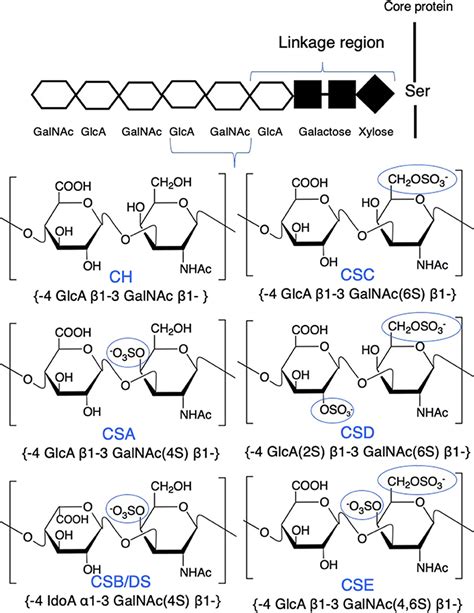 Frontiers Regulation Of Macrophage And Dendritic Cell Function By