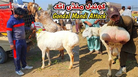 Biggest Turkey Dumba Gondal Mandi Attock Latest Update February