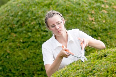 So erkennen Sie Pilzbefall an Buchsbäumen und das müssen Sie dann tun