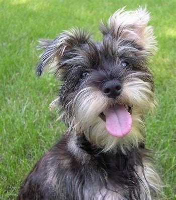 Snorkie Dog Breed Information and Pictures