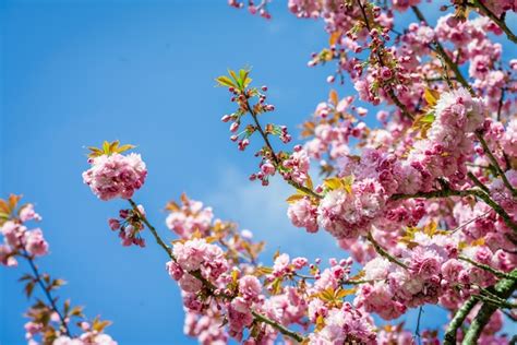 Premium Photo Pink Flowers Are Blooming On Trees