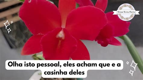 Dicas Dona Maria Olha Isto Pessoal Eles Acham Que E A Casinha Deles