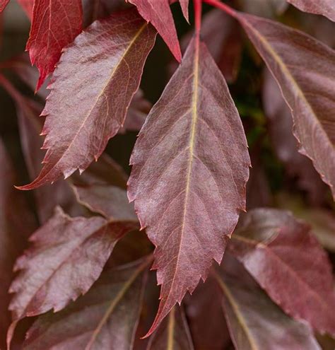 Parthenocissus Quinquefolia Var Engelmannii