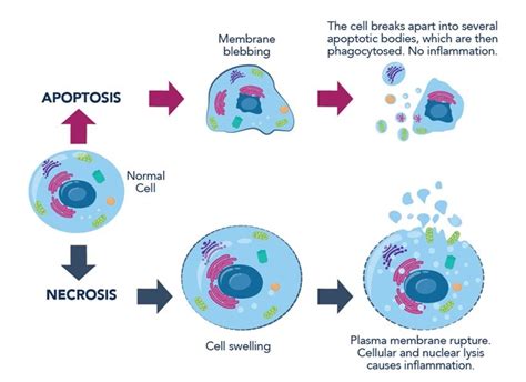 Necrosis And Apoptosis — What Are The Differences And 57 Off