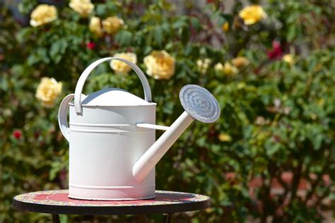 Watering Roses When And How Much Plantura
