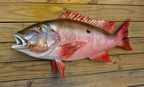 Snapper Mutton 30 Inch Full Mount Fiberglass Fish Replica The Fish