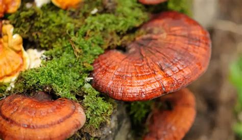 Reishi Mushroom Tea: 4 Key Benefits & How to Make it