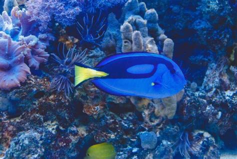 Blue Tang (Paracanthurus hepatus) - Ocean Info