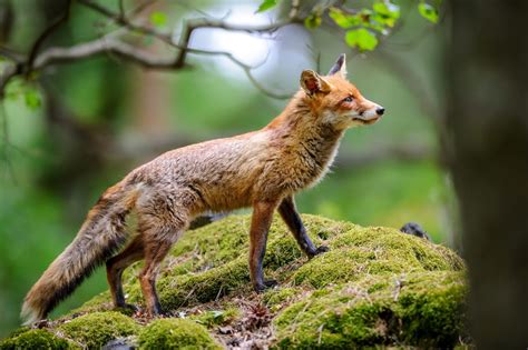 4 astuces pour éloigner les renards du poulailler et protéger ses poules