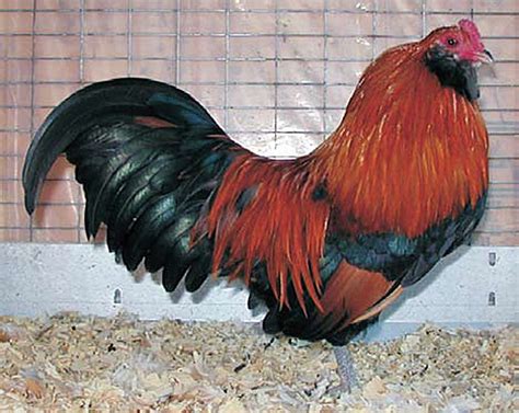 Learn More About Ameraucana Chickens A Unique And Beautiful Breed Of Backyard Chicken Backyard