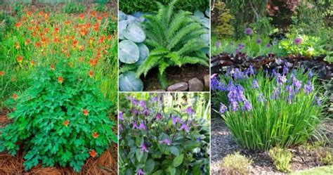 23 California Native Shade Plants | Balcony Garden Web