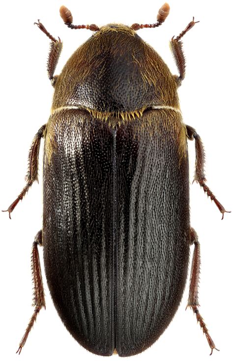 Dermestes S Str Bicolor F 1781 Dermestidae атлас жуков России