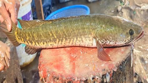 Amazing Murral Fish Cutting Skills In Bangladesh Local Fish Market By