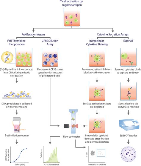 Frontiers Expanding Role Of T Cells In Human Autoimmune Diseases Of The Central Nervous System