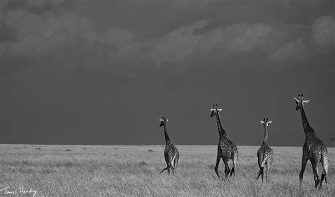 Kenya & The Great Migration - Travelogue - Anderson Expeditions