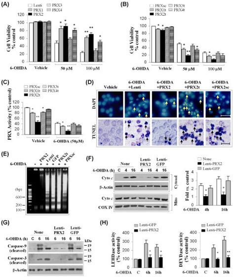 Cellular 2 Cys Prxs Protect Against 6 Ohda Neurotoxicity In Mn9d Cells