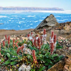 Tundra Plant Life Information