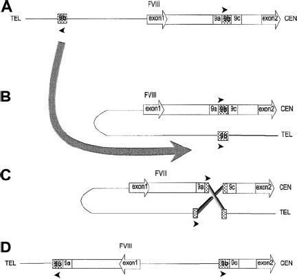 PCR Ampli Fi Cation Of Factor VIII Intron 1 In Control And Intron 1