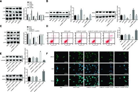 LncRNA MALAT1 Promotes The Extent Of AKT 1 Phosphorylation By