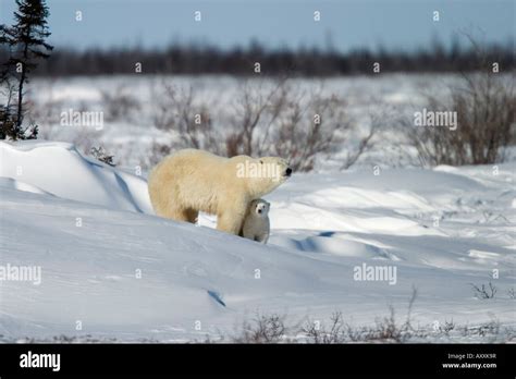 Eisbär Mit Einer Jungen Ursus Maritimus Churchill Manitoba Kanada