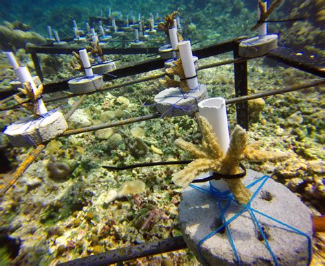 Sustainable Coral Farming: Restoring Coral Reefs - Ocean Info