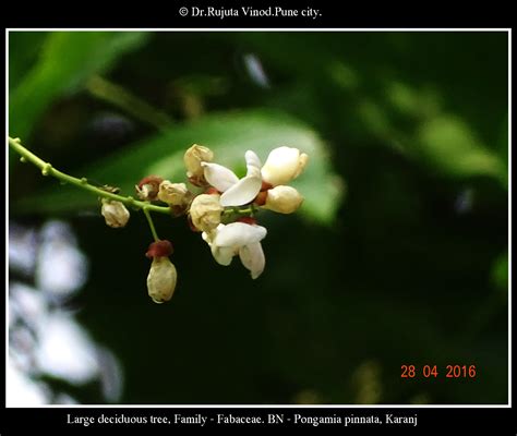 Pongamia Pinnata L Pierre By Rujuta Vinod On April