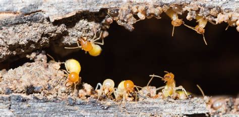 Hidden Housemates The Termites That Eat Our Homes Australian Geographic