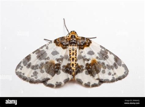 Lepidoptera Insects In The Wild North China Stock Photo Alamy