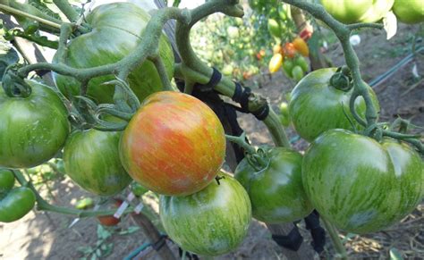 Томат Полосатое сердце: ОТЗЫВЫ, фото, урожайность | tomatland.ru