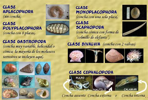 Aprende Y Disfruta Con Las Ciencias Naturales Filum Moluscos