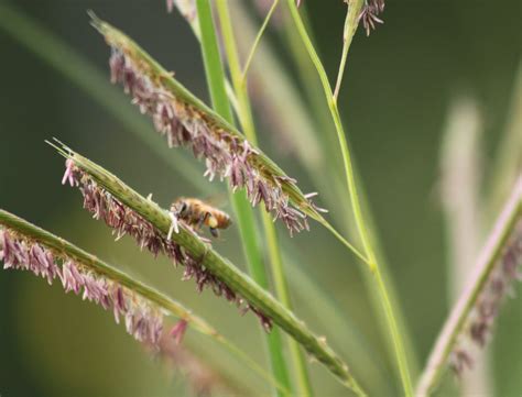 Prairie Cordgrass Spartina Pectinata