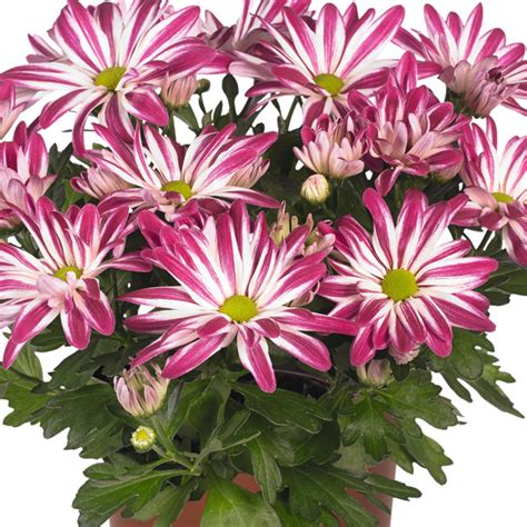 Pot Chrysanthemum Rainbow Carousel Garden Express
