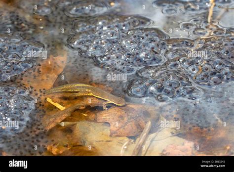 Newt Eggs Hi Res Stock Photography And Images Alamy