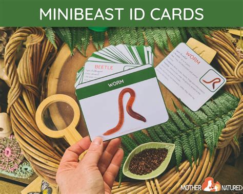 Minibeast Identification Cards | Minibeast Cards | Minibeast Study ...