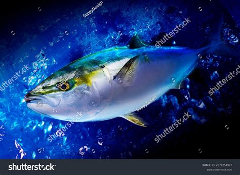 yellowtail amberjack images stock   objects vectors