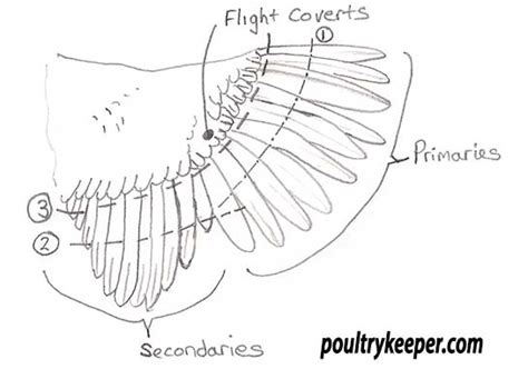 How To Clip A Chickens Wing In 3 Easy Stages