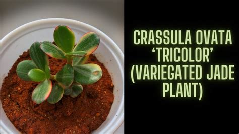 Crassula Ovata Tricolor Variegated Jade Plant Youtube